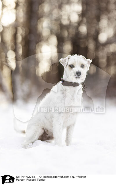 Parson Russell Terrier / Parson Russell Terrier / NP-02268