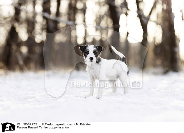 Parson Russell Terrier puppy in snow / NP-02272