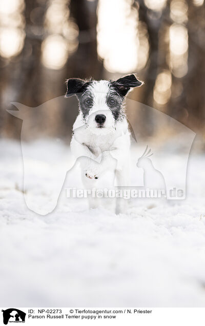 Parson Russell Terrier puppy in snow / NP-02273