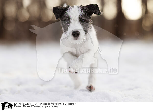 Parson Russell Terrier puppy in snow / NP-02274