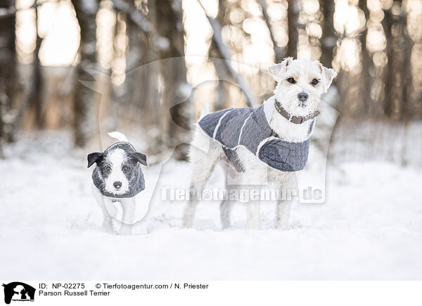 Parson Russell Terrier / Parson Russell Terrier / NP-02275