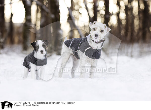 Parson Russell Terrier / Parson Russell Terrier / NP-02276