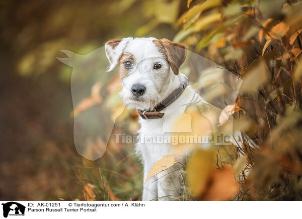 Parson Russell Terrier Portrait / Parson Russell Terrier Portrait / AK-01251