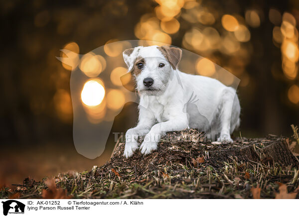 lying Parson Russell Terrier / AK-01252
