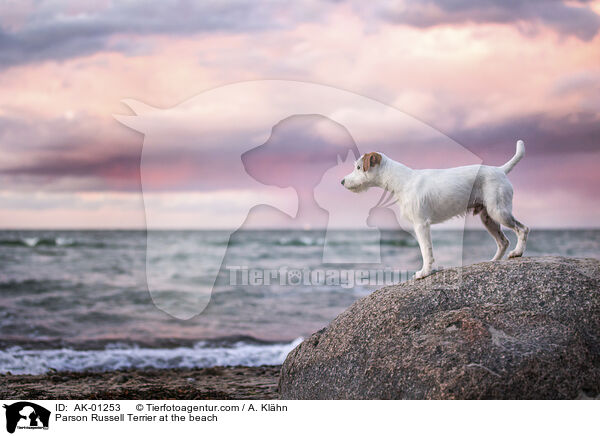 Parson Russell Terrier at the beach / AK-01253