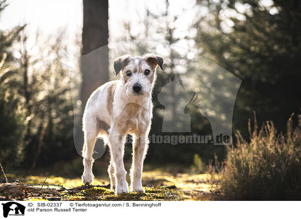 old Parson Russell Terrier / SIB-02337