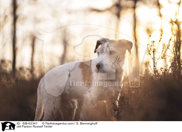 alter Parson Russell Terrier / old Parson Russell Terrier / SIB-02341