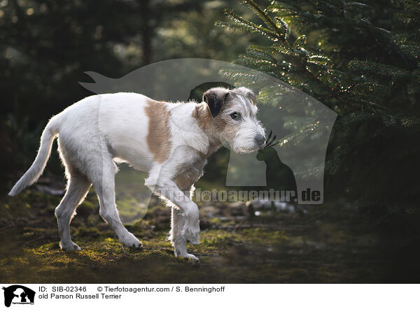 old Parson Russell Terrier / SIB-02346