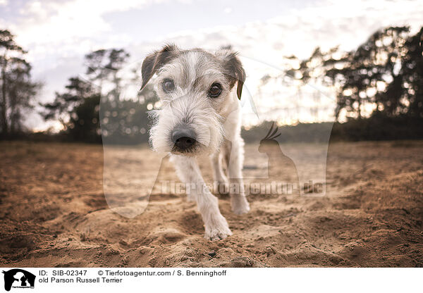 old Parson Russell Terrier / SIB-02347
