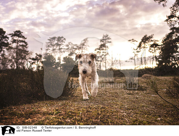 alter Parson Russell Terrier / old Parson Russell Terrier / SIB-02348