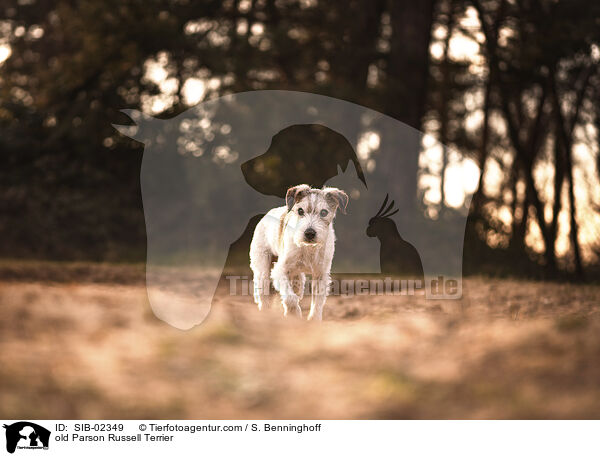 alter Parson Russell Terrier / old Parson Russell Terrier / SIB-02349