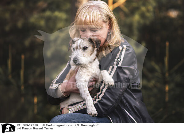 alter Parson Russell Terrier / old Parson Russell Terrier / SIB-02350