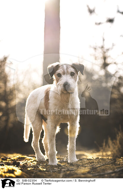alter Parson Russell Terrier / old Parson Russell Terrier / SIB-02354