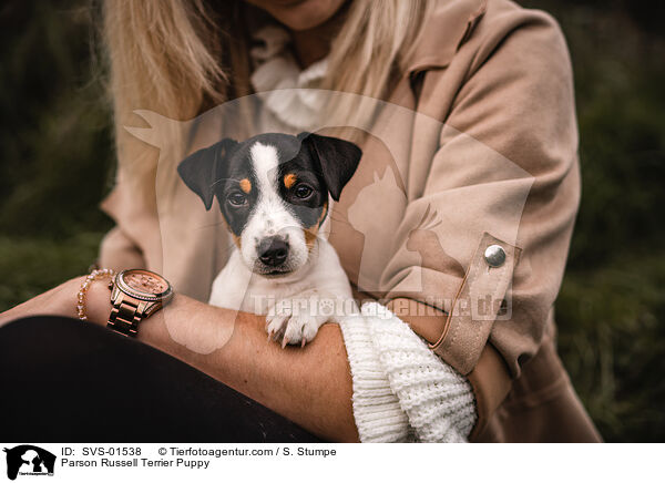 Parson Russell Terrier Puppy / SVS-01538