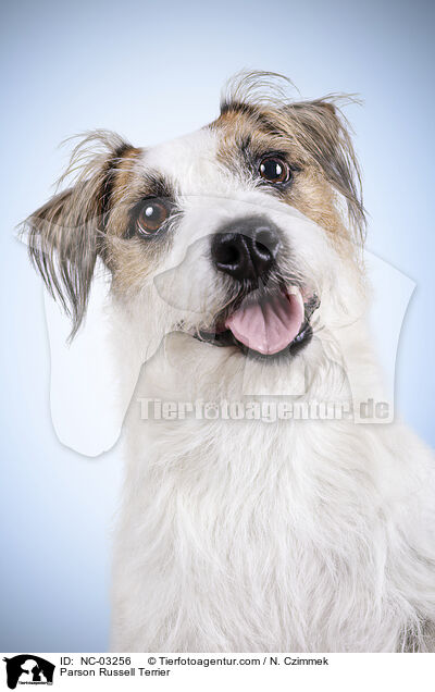 Parson Russell Terrier / Parson Russell Terrier / NC-03256