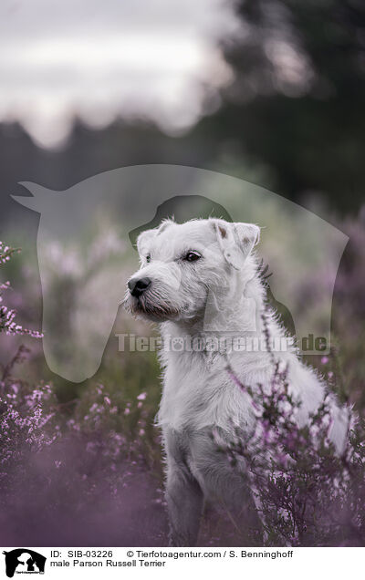 Parson Russell Terrier Rde / male Parson Russell Terrier / SIB-03226