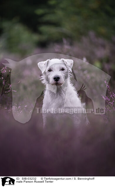 Parson Russell Terrier Rde / male Parson Russell Terrier / SIB-03232