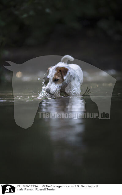 Parson Russell Terrier Rde / male Parson Russell Terrier / SIB-03234