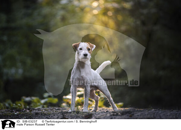 Parson Russell Terrier Rde / male Parson Russell Terrier / SIB-03237