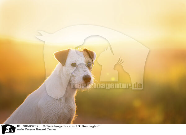 Parson Russell Terrier Rde / male Parson Russell Terrier / SIB-03239