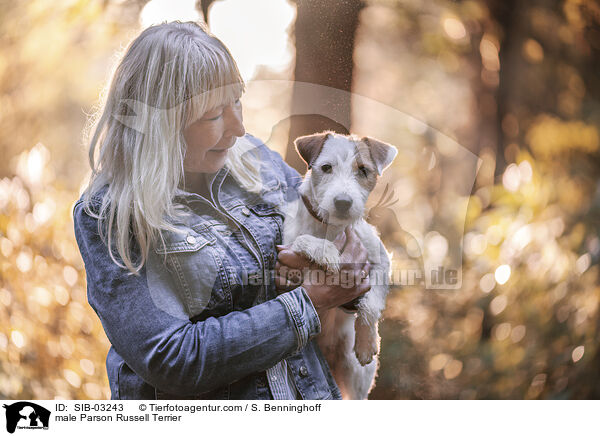 Parson Russell Terrier Rde / male Parson Russell Terrier / SIB-03243