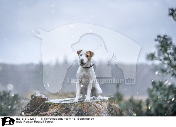 Parson Russell Terrier Rde / male Parson Russell Terrier / SIB-03257