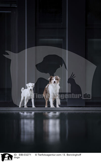Hunde / dogs / SIB-03271