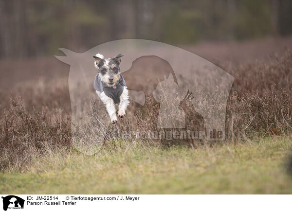 Parson Russell Terrier / Parson Russell Terrier / JM-22514