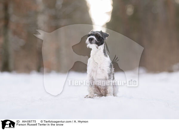 Parson Russell Terrier im Schnee / Parson Russell Terrier in the snow / AH-08775