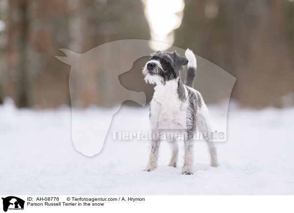 Parson Russell Terrier im Schnee / Parson Russell Terrier in the snow / AH-08776
