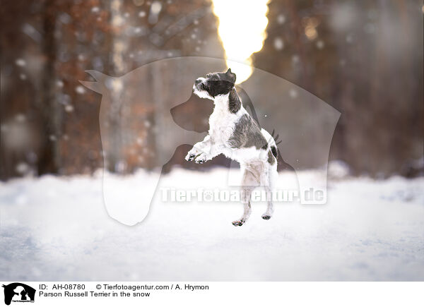 Parson Russell Terrier im Schnee / Parson Russell Terrier in the snow / AH-08780