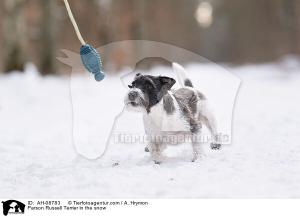 Parson Russell Terrier im Schnee / Parson Russell Terrier in the snow / AH-08783