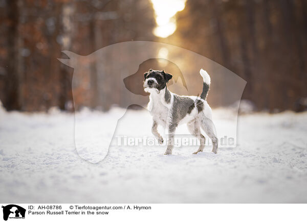 Parson Russell Terrier im Schnee / Parson Russell Terrier in the snow / AH-08786