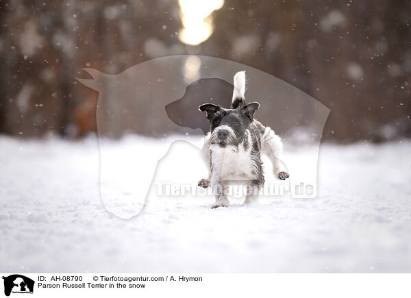 Parson Russell Terrier im Schnee / Parson Russell Terrier in the snow / AH-08790