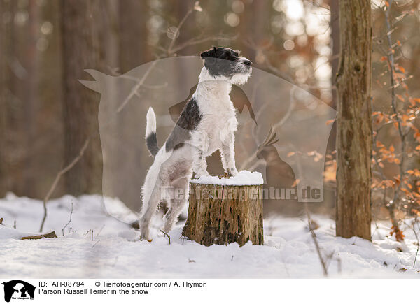 Parson Russell Terrier im Schnee / Parson Russell Terrier in the snow / AH-08794