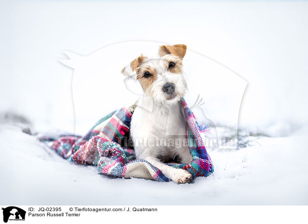 Parson Russell Terrier / Parson Russell Terrier / JQ-02395