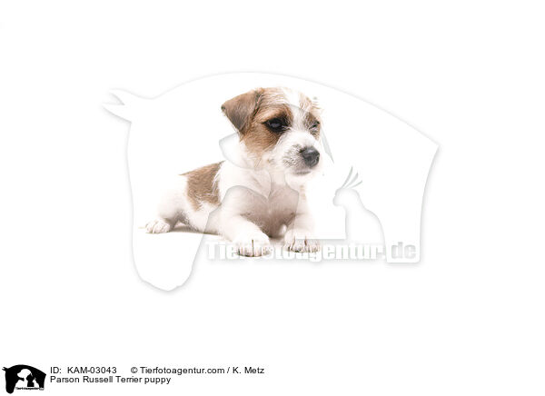 Parson Russell Terrier Welpe / Parson Russell Terrier puppy / KAM-03043