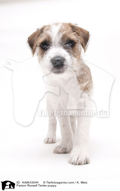 Parson Russell Terrier Welpe / Parson Russell Terrier puppy / KAM-03044