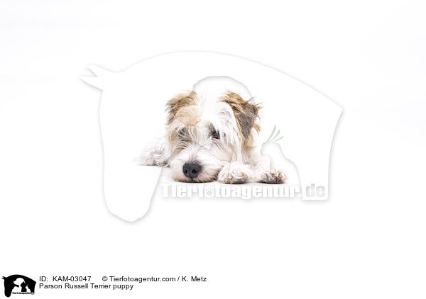 Parson Russell Terrier Welpe / Parson Russell Terrier puppy / KAM-03047