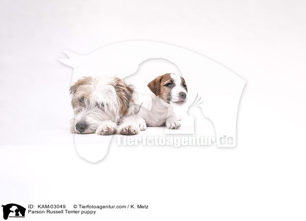 Parson Russell Terrier Welpe / Parson Russell Terrier puppy / KAM-03049