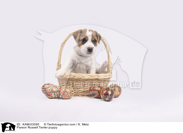 Parson Russell Terrier Welpe / Parson Russell Terrier puppy / KAM-03095