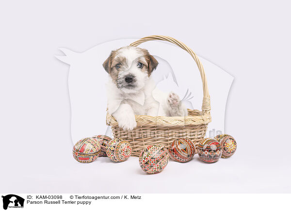 Parson Russell Terrier Welpe / Parson Russell Terrier puppy / KAM-03098