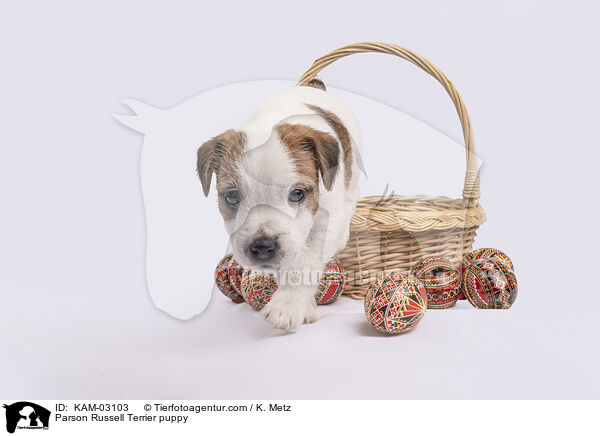 Parson Russell Terrier Welpe / Parson Russell Terrier puppy / KAM-03103