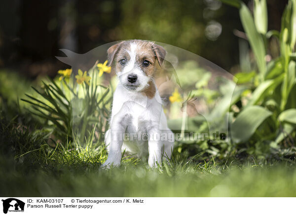 Parson Russell Terrier Welpe / Parson Russell Terrier puppy / KAM-03107