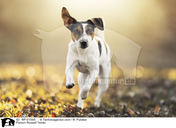 Parson Russell Terrier / Parson Russell Terrier / RP-01595