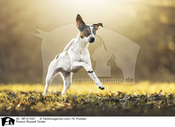 Parson Russell Terrier / Parson Russell Terrier / RP-01597
