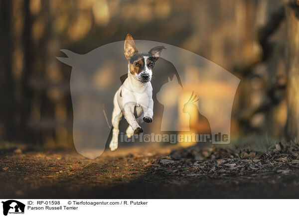 Parson Russell Terrier / Parson Russell Terrier / RP-01598