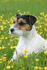 lying Parson Russell Terrier