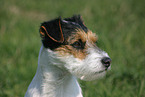 Parson Russell Terrier Portrait