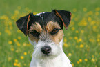 Parson Russell Terrier Portrait